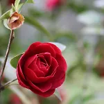 D'hotes Au Sargaillon Bed & Breakfast 4*