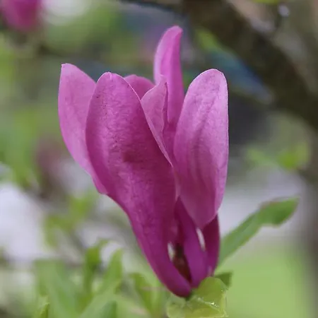 Bed & Breakfast D'hotes Au Sargaillon 4*