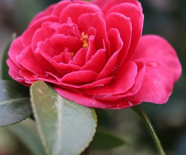 فندق مبيت وإفطار D'hotes Au Sargaillon 4*