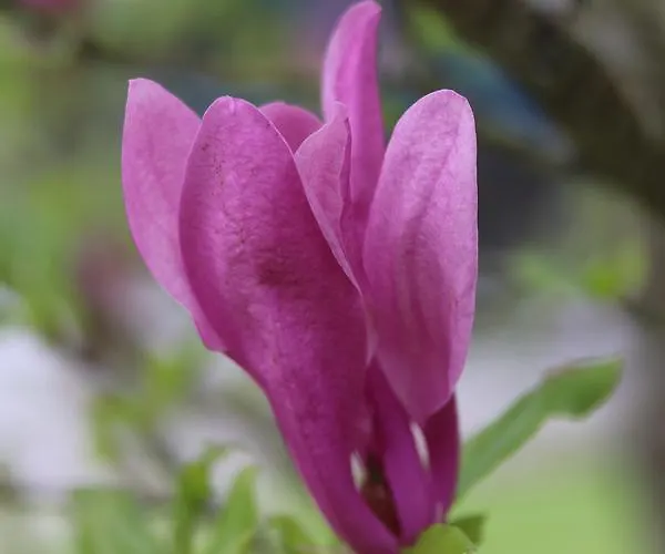 فندق مبيت وإفطار D'hotes Au Sargaillon 4*