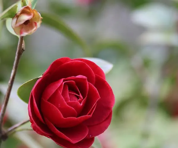 D'hotes Au Sargaillon فندق مبيت وإفطار 4*