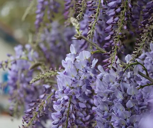 D'hotes Au Sargaillon 4*